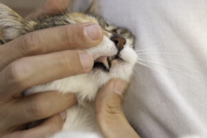 Cat Gums