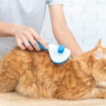 How To Reduce Cat Shedding