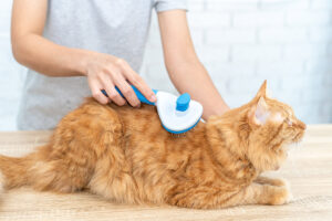 How To Reduce Cat Shedding