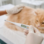 How to Take Your Cat's Temperature