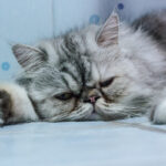 Lethargy in Cats
