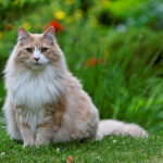 Norwegian Forest Cat