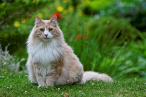 Norwegian Forest Cat