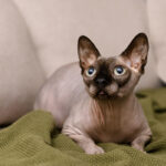 Sphynx Cat