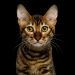 Toyger Cat