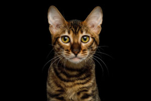 Toyger Cat